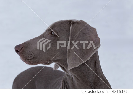 Cute weimaraner vorstehhund on white snow. 48163793