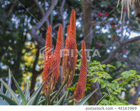 group of red blooming candelabra aloe flowers- Aloe arborescens in tropical botanical garden on 48163969