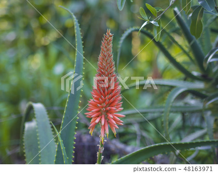 single red blooming candelabra aloe flowers- Aloe arborescens in tropical botanical garden on 48163971