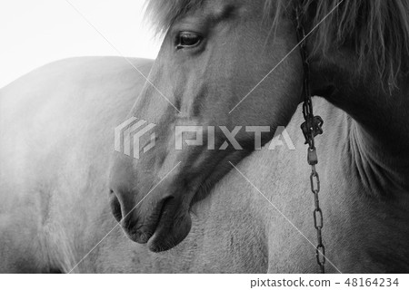 Horse with chain Horse with chain 48164234