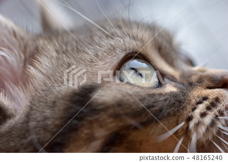 A cat staring at you 48165240