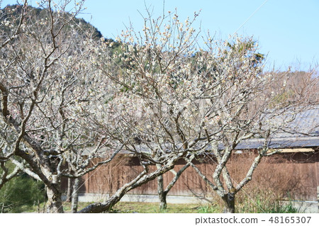 白花花 白花花 48165307