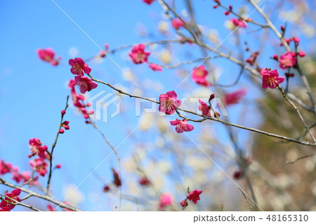 花紅色花 48165310