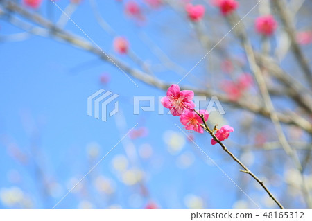 花紅色花 48165312