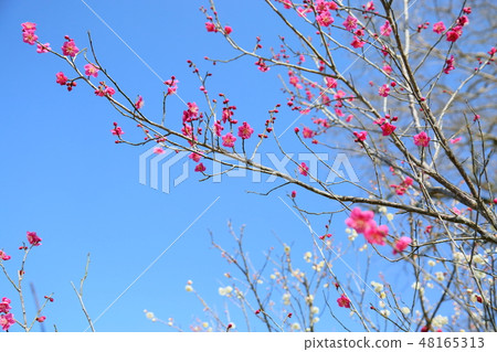 花紅色花 花紅色花 48165313