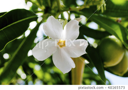 Flowers and fruits of Okinawa variegata Flowers and fruits of Okinawa variegata 48165573