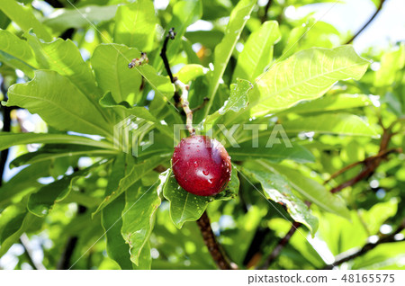 沖繩泄殖腔的果實 48165575