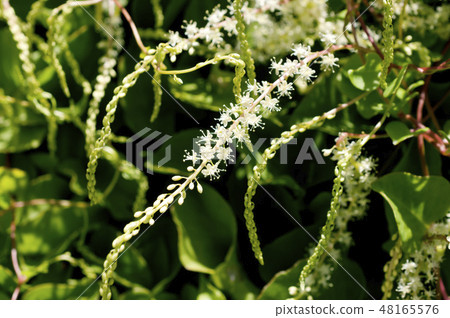 Yunnan medicinal flower 48165576