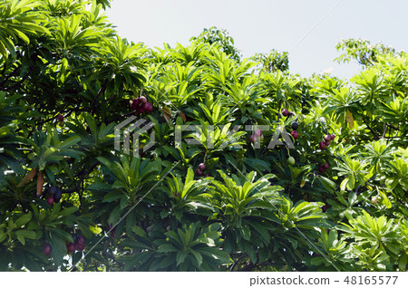 Okinawa clove 48165577