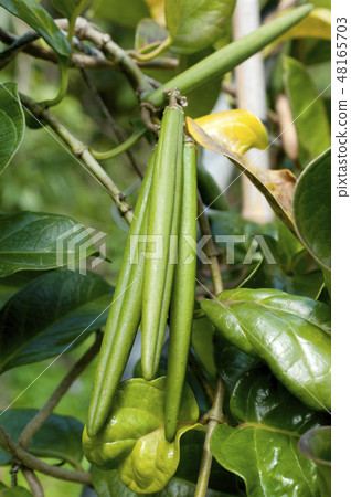 Horai kagami's seed 48165703