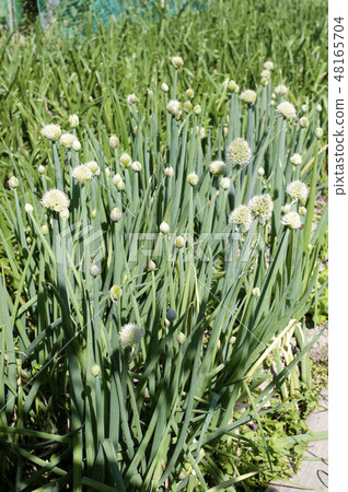 Shuojin Shuojin 48165704