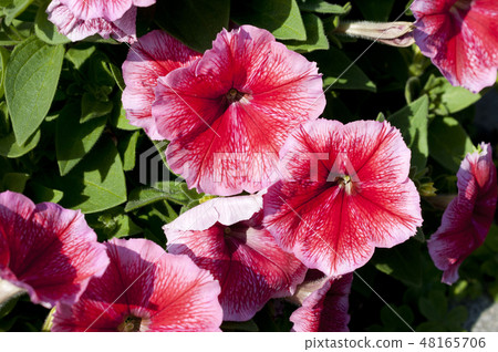 Petunia 48165706