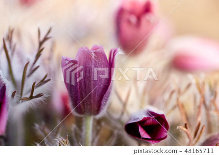 Dicolor Dicolor 48165711