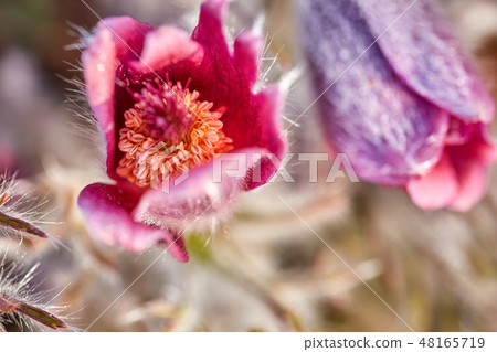 Dicolor Dicolor 48165719