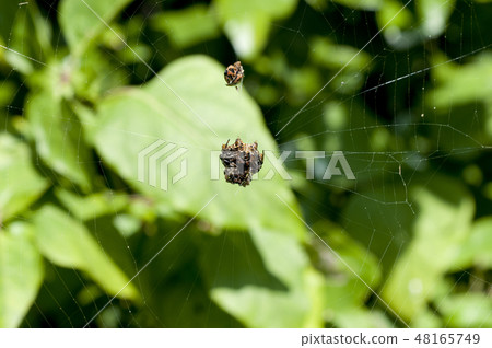 Chibusatoge gimmo Chibusatoge gimmo 48165749