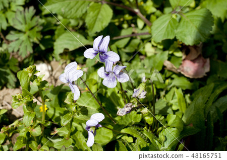 Ryukyuuco violet Ryukyuuco violet 48165751