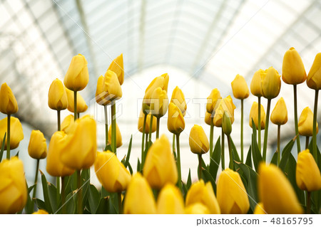 Tulips, tulips, flowers, spring flowers Tulips, tulips, flowers, spring flowers 48165795