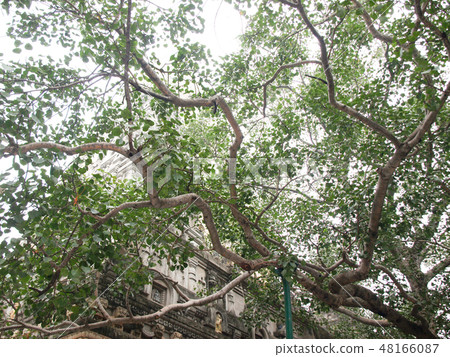 偉大的佛教寺廟的Bodied樹在印度 偉大的佛教寺廟的Bodied樹在印度 48166087