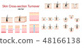 Cross-sectional view of skin and hair Structure Vector set of turnover and hair cycle 48166138