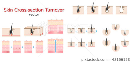 Cross-sectional view of skin and hair Structure Vector set of turnover and hair cycle 48166138