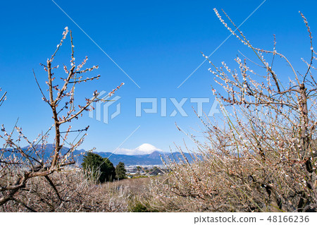 神奈川縣小田原市Suga Bessho Plum森林梅林和富士山 48166236