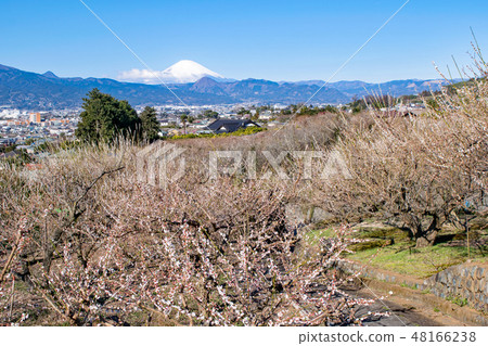 神奈川縣小田原市suga Bessho Plum森林梅林和富士山 照片素材 圖片 圖庫