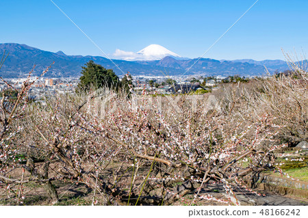 神奈川縣小田原市Suga Bessho Plum森林梅林和富士山 48166242