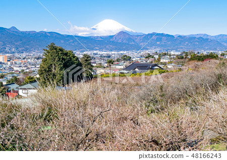 神奈川縣小田原市Suga Bessho Plum森林梅林和富士山 48166243