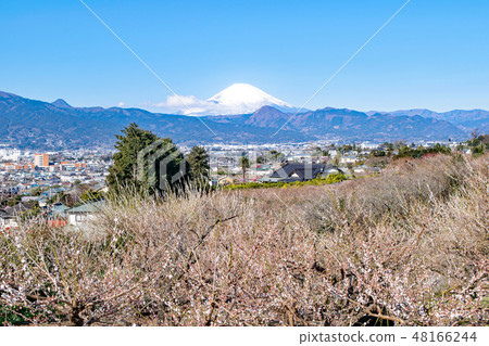 神奈川縣小田原市suga Bessho Plum森林梅林和富士山 照片素材 圖片 圖庫