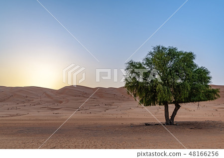 Dawn of the Wahhiba Desert (Oman, Wahiba Sands) Dawn of the Wahhiba Desert (Oman, Wahiba Sands) 48166256