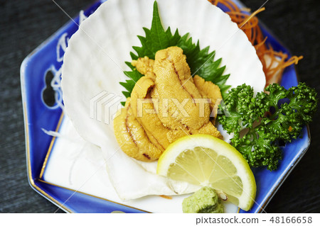 Fresh raw sea urchin 48166658