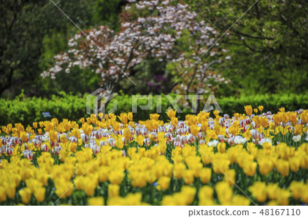 鬱金香和櫻花Baikoku山公園 鬱金香和櫻花Baikoku山公園 48167110