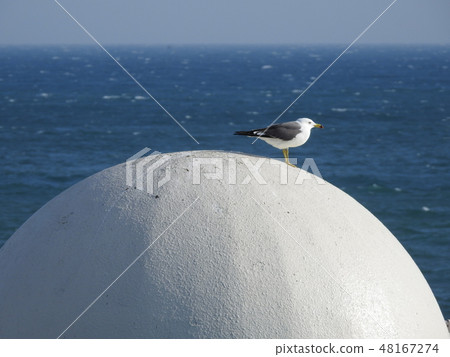 海鷗 海鷗 48167274