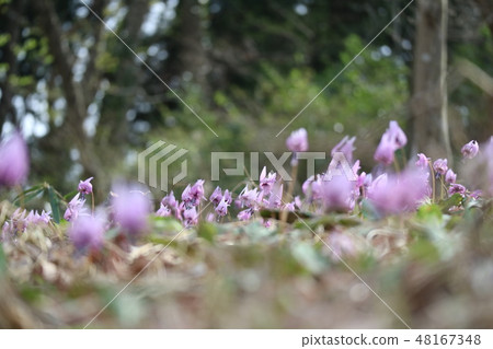 A herd of erythronium (Kataguri) blooming in Ome 48167348