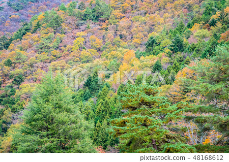 Beautiful landscape a lot of tree with colorful leaf around the mountain Beautiful landscape a lot of tree with colorful leaf around the mountain 48168612