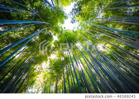 Beautiful bamboo grove tree in arashiyama Beautiful bamboo grove tree in arashiyama 48169245
