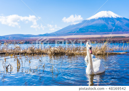 Beautiful landscape of mountain fuji around yamanakako lake Beautiful landscape of mountain fuji around yamanakako lake 48169542