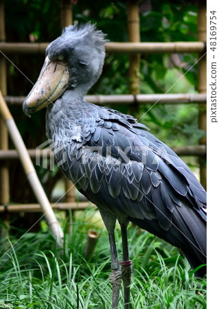 White-eyed eagle cynomolgus 48169754