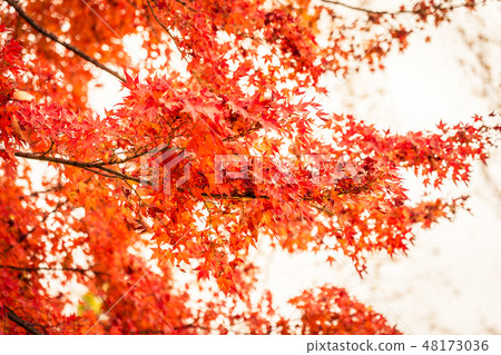 Beautiful maple leaf tree in autumn season Beautiful maple leaf tree in autumn season 48173036