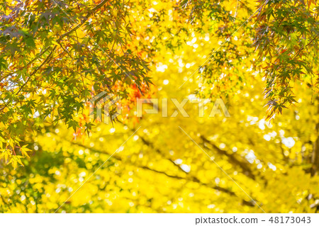 Beautiful maple leaf tree in autumn season Beautiful maple leaf tree in autumn season 48173043