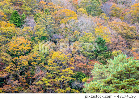 Beautiful landscape a lot of tree with colorful leaf around the mountain Beautiful landscape a lot of tree with colorful leaf around the mountain 48174150