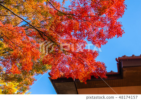 Beautiful maple leaf tree in autumn season Beautiful maple leaf tree in autumn season 48174157