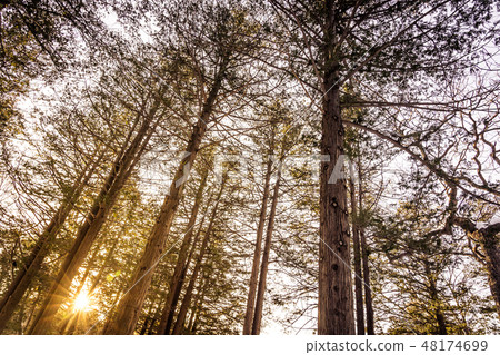 Beautiful landscape of tree and forest with sun light 48174699