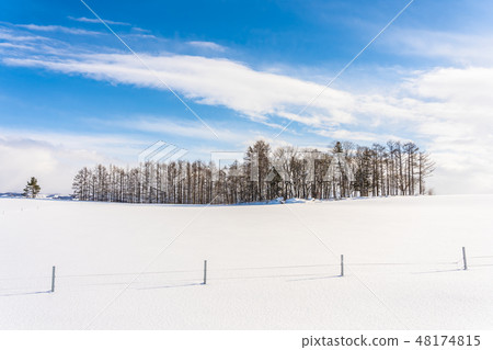 Beautiful outdoor nature landscape with group of tree branch in snow winter season 48174815