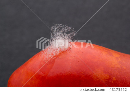 Mucor infected with grape tomato Mucor piriformis 3rd day of inoculation 48175332