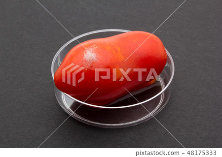 接種第3天的毛黴菌感染了葡萄番茄毛黴（Mucor piriformis） 48175333