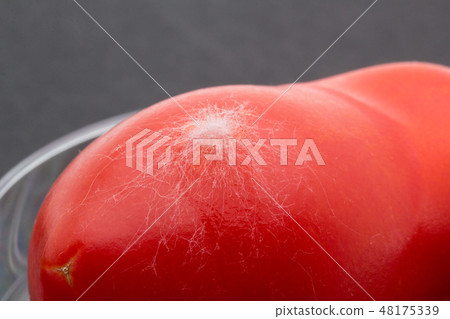 Rhizopus stolonifer inoculated with grape tomato Plant 2nd day 48175339