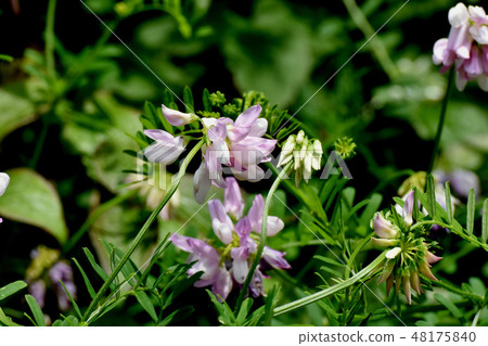 Thin pink crown vetch blooming in Mitaka Nakahara (Tamasaki Kusafuji) Thin pink crown vetch blooming in Mitaka Nakahara (Tamasaki Kusafuji) 48175840
