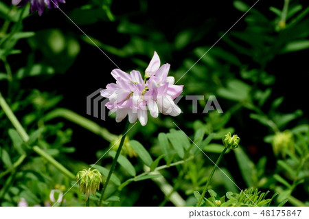 Thin pink crown vetch blooming in Mitaka Nakahara (Tamasaki Kusafuji) 48175847