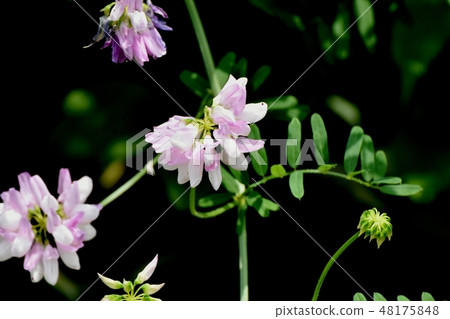 Thin pink crown vetch blooming in Mitaka Nakahara (Tamasaki Kusafuji) 48175848
